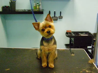 PUPIL psi fryzjer i salon pielęgnacyjny dla psów